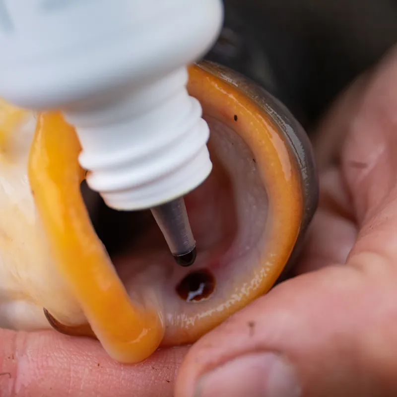 Carp Care Kit-3