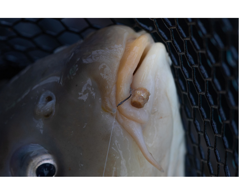 Preston Hookable Bait Bands-7
